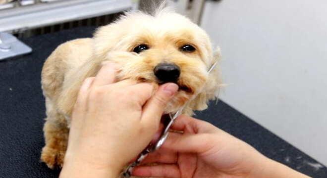 ＰＥＴ’Ｓ　ＭＡＸ湘南藤沢店